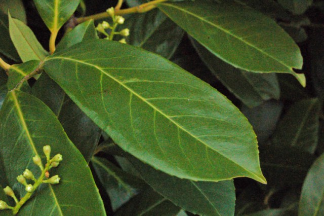 Una vecchia foto - Prunus laurocerasus